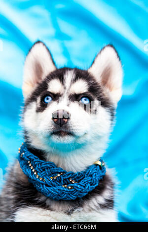 Alaskan Husky Welpen tragen Schmuck Porträts Stockfoto