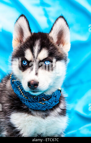 Alaskan Husky Welpen tragen Schmuck Porträts Stockfoto