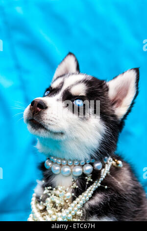 Alaskan Husky Welpen tragen Schmuck Porträts Stockfoto