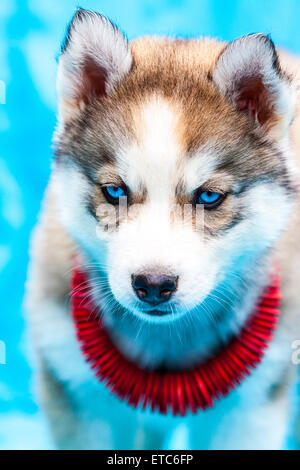 Alaskan Husky Welpen tragen Schmuck Porträts Stockfoto