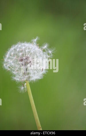 Rittersporn in Samen, mit Saat- und Pflanzgut gerade erst an, auf den Wind weggeweht werden. schön flauschig. Natürliches Grün Stockfoto