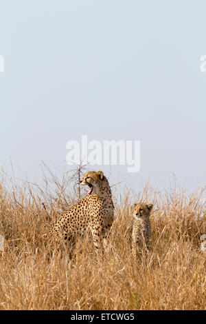 Gähnende weibliche Geparden und Cub auf Phinda Private Game Reserve, Südafrika Stockfoto