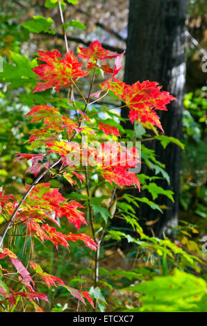 Bunte Bäume in Killarney Park in Abfallzeit, Kanada Stockfoto