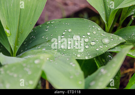 Das Maiglöckchen und Tau-Tropfen auf den Blättern Stockfoto