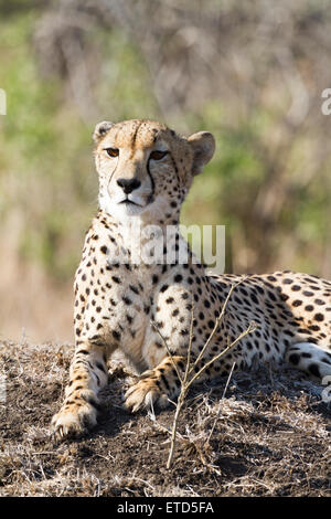 Weibliche Gepard im Phinda Private Game Reserve, Südafrika Stockfoto