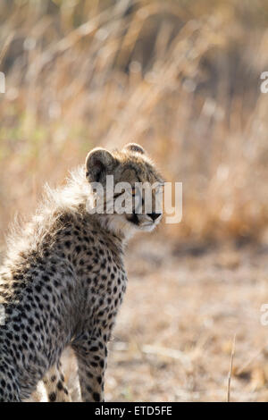 Gepard Cub in Phinda Private Game Reserve, Südafrika Stockfoto