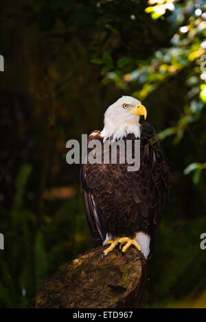 Weißkopfseeadler sitzen auf einem Baumstumpf Stockfoto