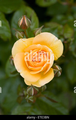 Rosa "Absolutely Fabulous" (Wekvossutono). Goldene gelbe Rose in einem englischen Garten. Stockfoto