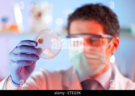 Wissenschaftler beobachten Petrischale. Stockfoto