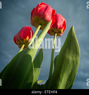 Nahaufnahme von drei roten Tulpen auf blauem Himmel Hintergrund Stockfoto