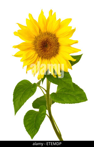 Helle saubere Studioaufnahme einer schönen frische Sonnenblume mit Blättern auf weißem Hintergrund Stockfoto