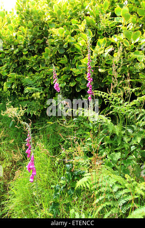 Cornwall Stockfoto