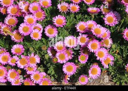 Erigeron Glaucus oder Meeresbrise Stockfoto