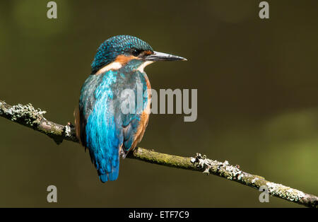 Eisvogel in der Morgensonne Stockfoto