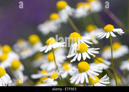 Matricaria Chamomilla. Deutsche Kamillenblüten. Stockfoto