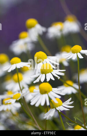 Matricaria Chamomilla. Deutsche Kamillenblüten. Stockfoto