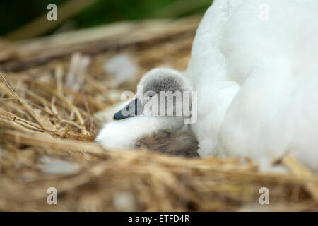 Höckerschwan (Cygnus Olor) Cygnet auf dem Nest, während die Mutter Wärme und Schutz bietet Stockfoto