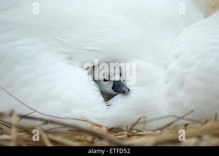 Höckerschwan (Cygnus Olor) Cygnet auf dem Nest, während die Mutter Wärme und Schutz bietet Stockfoto