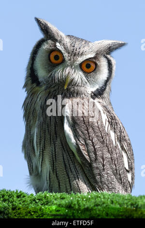 Eine sehr enge, Profilbildnis des Leiters der Saker falcon Stockfoto