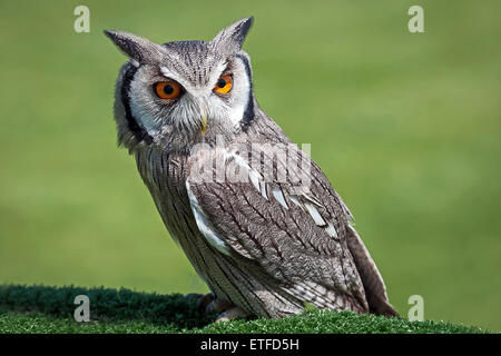 weißen konfrontiert Zwergohreule Eule Vogel Porträt auf der Suche nach unten, direkt vor einem natürlichen grünen Hintergrund Stockfoto