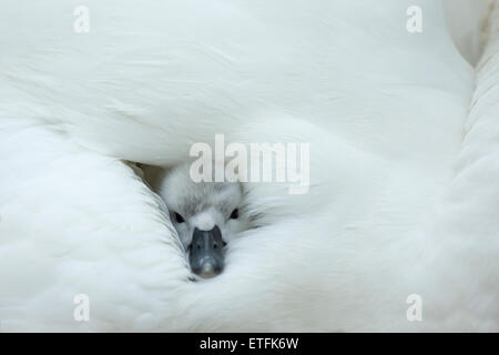 Höckerschwan (Cygnus Olor) Cygnet auf dem Nest, während die Mutter Wärme und Schutz bietet Stockfoto