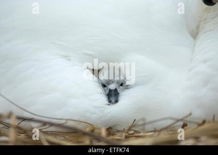 Höckerschwan (Cygnus Olor) Cygnet auf dem Nest, während die Mutter Wärme und Schutz bietet Stockfoto