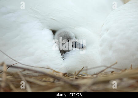 Höckerschwan (Cygnus Olor) Cygnet auf dem Nest, während die Mutter Wärme und Schutz bietet Stockfoto