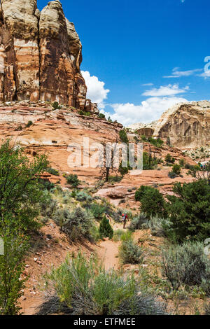 Der Weg zum Lower Calf Crek Falls folgt Escalante River etwa drei Meilen bis zu einem spektakulären Box Canyon... Stockfoto