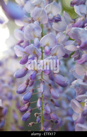 Glyzinien Blüten hängen an einem Weinstock Stockfoto