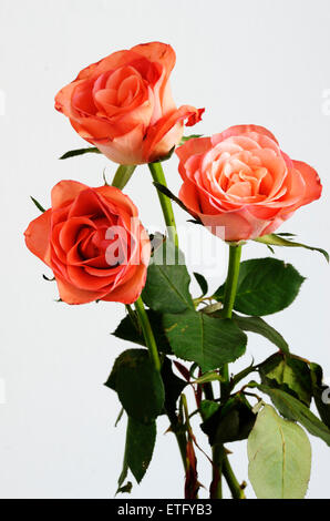 drei Rosa Rosen mit grünen Blätter auf neutralem Hintergrund Stockfoto