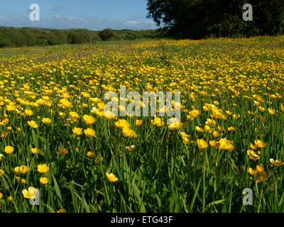 Wiese von Butterblumen, Cornwall, UK Stockfoto
