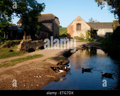 Muscovy Enten (Cairina Moschata) am Rande eines Baches laufen vorbei an Bauernhof Hof, Williton, Somerset, Großbritannien Stockfoto