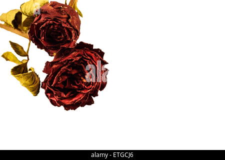 Close-up trockenen Rosen und Blumen auf den weißen und schwarzen Hintergrund Stockfoto