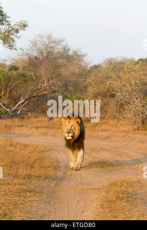 Männlicher Löwe zu Fuß hinter dem Fahrzeug im Phinda Private Game Reserve, Südafrika Stockfoto