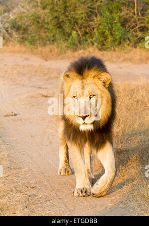 Männlicher Löwe zu Fuß in Richtung Kamera entlang Fahrzeug verfolgen im Phinda Private Game Reserve, Südafrika Stockfoto