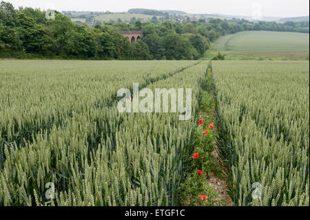 Kent, UK. 13. Juni 2015. Sommer Mohnblumen in einem Weizenfeld nahe dem Dorf Eynsford, Kent mit einem Eisenbahnviadukt in der Ferne.  Bildnachweis: Stephen Chung / Alamy Live News Stockfoto