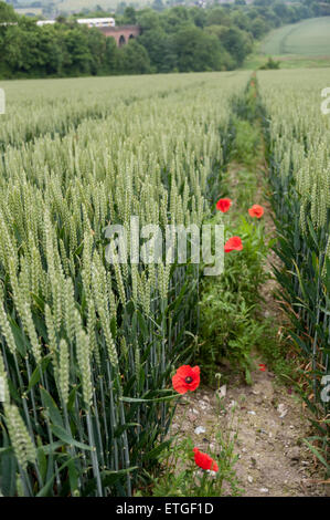 Kent, UK. 13. Juni 2015. Sommer Mohnblumen in einem Weizenfeld nahe dem Dorf Eynsford, Kent mit einem Eisenbahnviadukt in der Ferne.  Bildnachweis: Stephen Chung / Alamy Live News Stockfoto