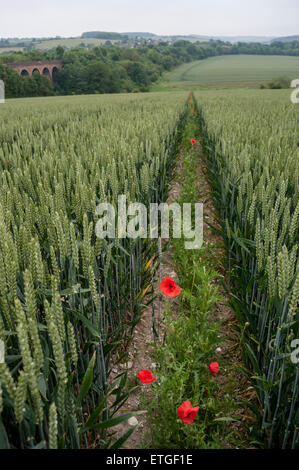 Kent, UK. 13. Juni 2015. Sommer Mohnblumen in einem Weizenfeld nahe dem Dorf Eynsford, Kent mit einem Eisenbahnviadukt in der Ferne.  Bildnachweis: Stephen Chung / Alamy Live News Stockfoto