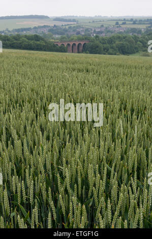 Kent, UK. 13. Juni 2015. Ein Weizenfeld nahe dem Dorf von Eynsford, Kent mit einem Eisenbahnviadukt in der Ferne.  Bildnachweis: Stephen Chung / Alamy Live News Stockfoto