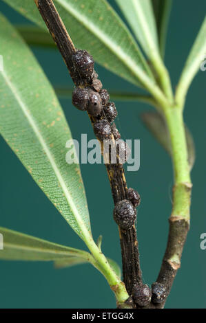 Schwarze Olive Skala auf oleander Stockfoto