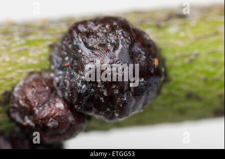 Schwarze Olive Skala auf oleander Stockfoto