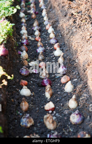 Blumenzwiebeln im Garten in genaue Form in den Graben England Europa gelegt Stockfoto