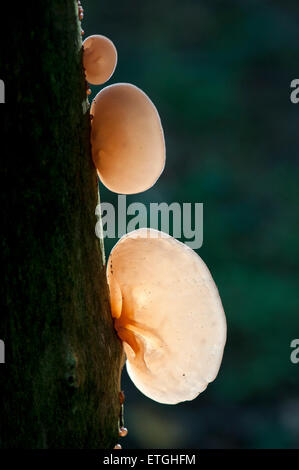 Transluzente Pilz Mu-Err (Auricularia Auricula-Judae) auf einem Baumstamm Stockfoto