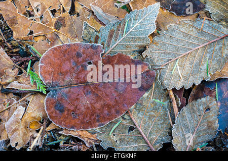 Hintergrund der gefrorenen Herbst Blätter auf Waldboden Stockfoto