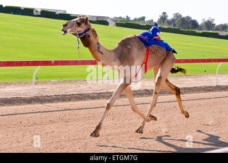 Kamelrennen auf Al Wathba Rennstrecke in Abu Dhabi, Vereinigte Arabische Emirate Stockfoto