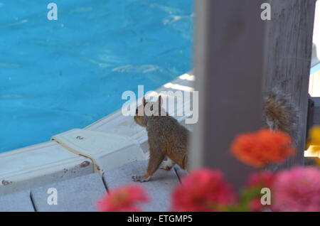 Eichhörnchen auf der Suche im pool Stockfoto