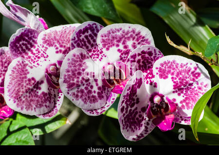Lila und weißen Orchidee blüht in voller Blüte Stockfoto