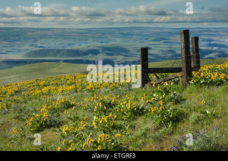 Reizvolle Aussicht mit Wildblumen und grünen Hügel Stockfoto