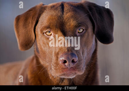 Chocolate Labrador Retriever Porträt, Nahaufnahme Stockfoto