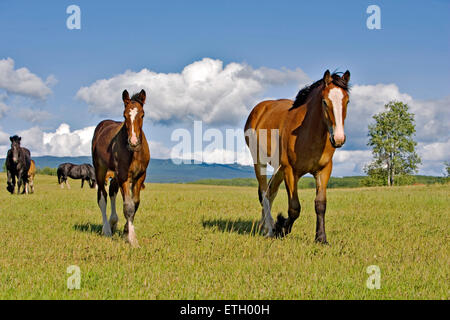 Shire Horse Stute mit Fohlen zu Fuß auf der Sommerwiese Stockfoto